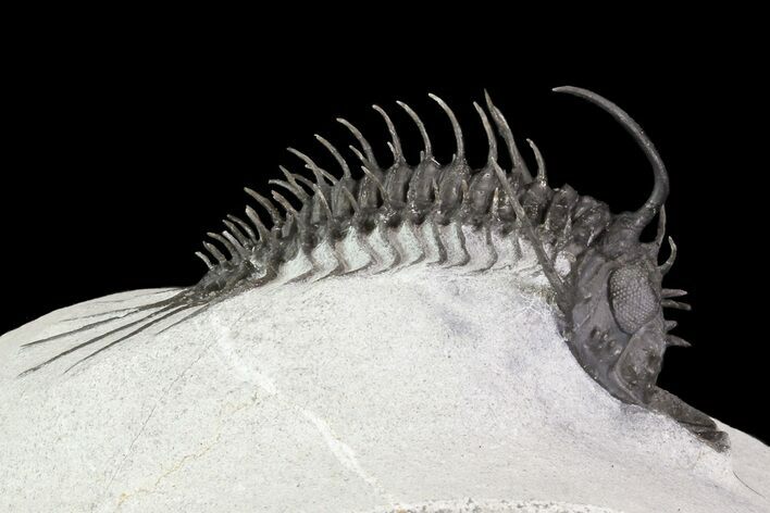 Alien Looking Spiny Quadrops Trilobite - #69573